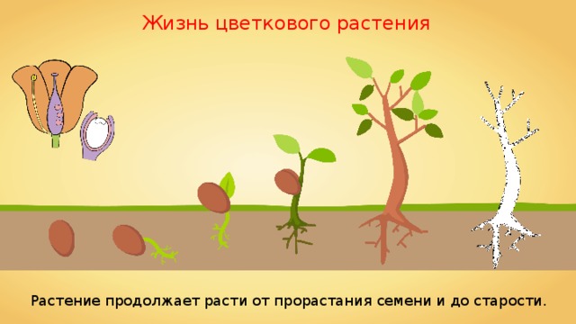 Жизнь цветкового растения Растение продолжает расти от прорастания семени и до старости. 