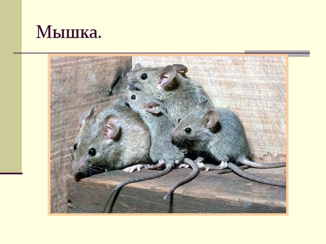 Мышка. 