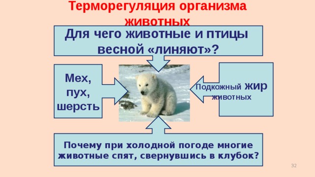 Терморегуляция организма животных Для чего животные и птицы весной «линяют»? Подкожный жир животных Мех, пух, шерсть Почему при холодной погоде многие животные спят, свернувшись в клубок?  