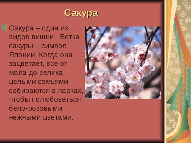 Сакура Сакура – один из видов вишни. Ветка сакуры – символ Японии. Когда она зацветает, все от мала до велика целыми семьями собираются в парках, чтобы полюбоваться бело-розовыми нежными цветами. 