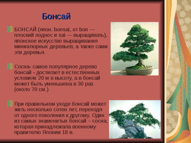 Бонсай БОНСАЙ (япон. bonsai, от bon — плоский поднос и sai — выращивать), японское искусство выращивания миниатюрных деревьев, а также сами эти деревья.  Сосна- самое популярное дерево бонсай - достигает в естественных условиях 20 м в высоту, а в бонсай может быть уменьшена в 30 раз (около 70 см.)  При правильном уходе бонсай может жить несколько сотен лет, переходя от одного поколения к другому. Один из самых знаменитых бонсай – сосна, которая принадлежала военному правителю Японии 18 в.  