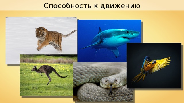 Животные способны к активному. Способность к движению животные. Животные способны к. Зоология наука о животных. Способность к передвижению животных 5 класс биология.