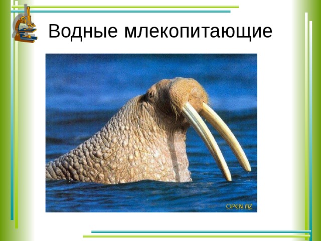 Обитание водных млекопитающих