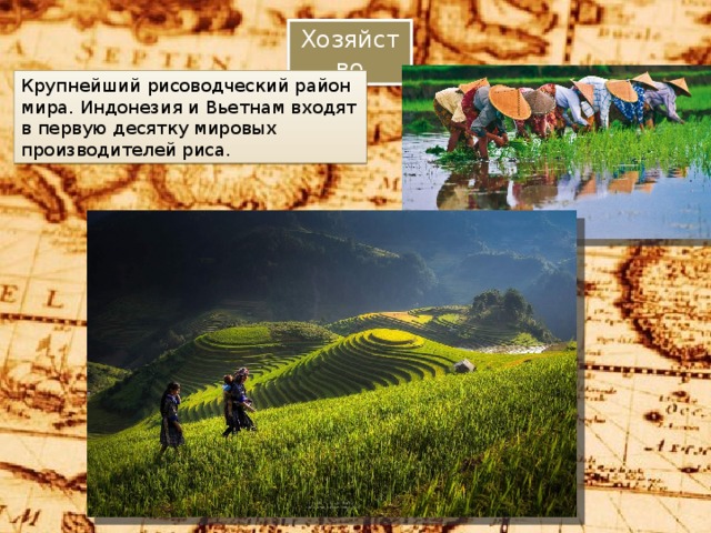Хозяйство Крупнейший рисоводческий район мира. Индонезия и Вьетнам входят в первую десятку мировых производителей риса. 