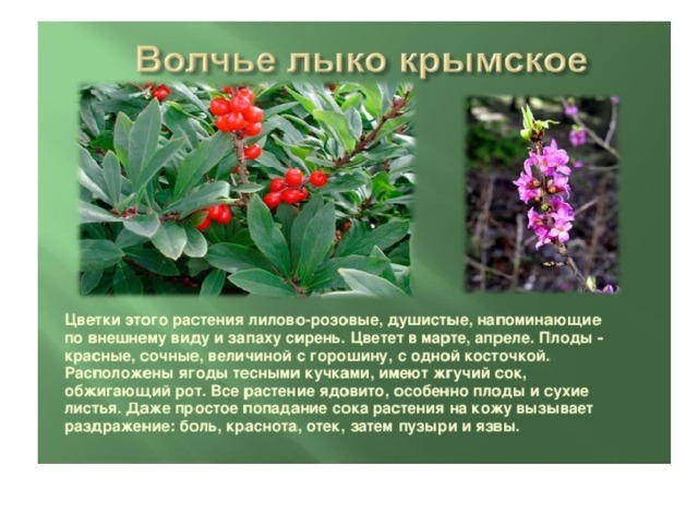 Крымские растения фото с названиями и описанием