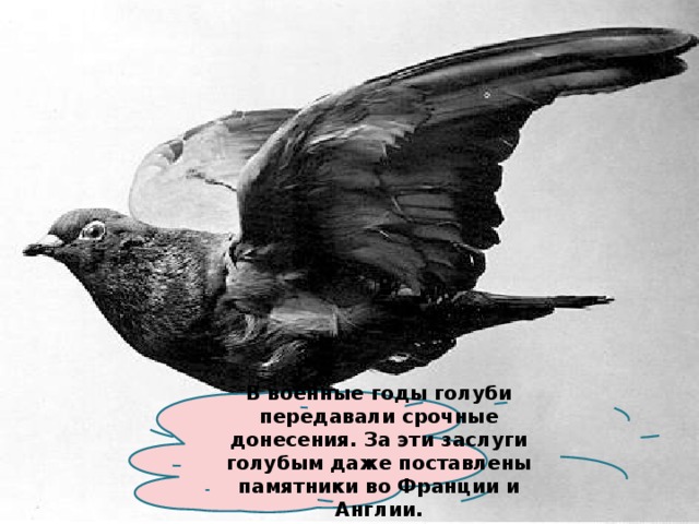 В военные годы голуби передавали срочные донесения. За эти заслуги голубым даже поставлены памятники во Франции и Англии. 