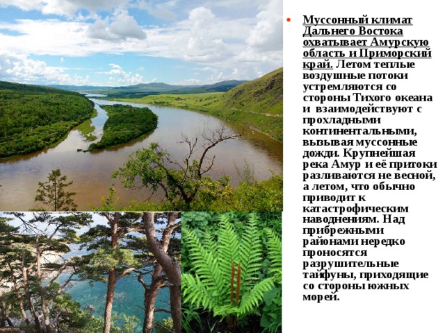 Муссонный климат Дальнего Востока охватывает Амурскую область и Приморский край. Летом теплые воздушные потоки устремляются со стороны Тихого океана и взаимодействуют с прохладными континентальными, вызывая муссонные дожди. Крупнейшая река Амур и её притоки разливаются не весной, а летом, что обычно приводит к катастрофическим наводнениям. Над прибрежными районами нередко проносятся разрушительные тайфуны, приходящие со стороны южных морей. 