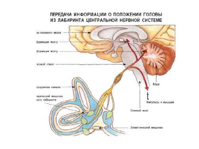 Слуховой нерв в мозге. Рецепторы сенсорных систем вестибулярного аппарата. Вестибулярный нерв и слуховой аппарат. Вестибулярный аппарат отдел мозга. Сенсорная система вестибулярного аппарата.