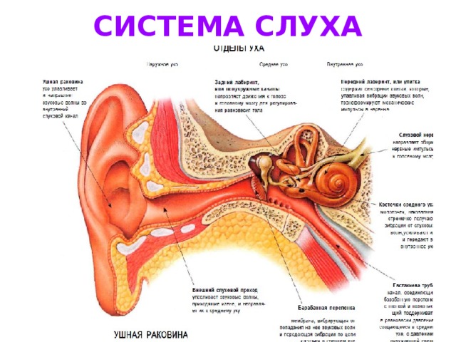 Схема органа слуха