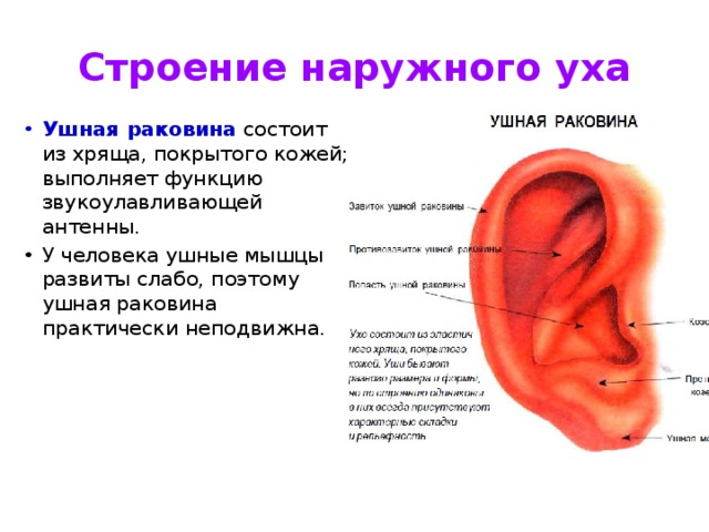 Строение наружного уха Ушная  раковина  состоит из хряща, покрытого кожей; выполняет функцию звукоулавливающей антенны. У человека ушные мышцы развиты слабо, поэтому ушная раковина практически неподвижна. 
