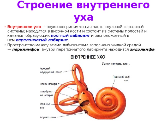 3 отдела улитки. Строение слуховой части внутреннего уха. Строение внутреннего уха анатомия. Внутреннее ухо из чего состоит и функции. Составные части внутреннего уха.