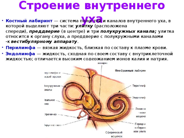 Строение внутреннего уха Костный лабиринт  — система полостей и каналов внутреннего уха, в которой выделяют три части:  улитку  (расположена спереди),  преддверие  (в центре) и три  полукружных канала;  улитка относится к органу слуха, а преддверие с полукружными каналами -к  вестибулярному аппарату . Перилимфа  — вязкая жидкость, близкая по составу к плазме крови. Эндолимфа  — жидкость, сходная по своем составу с внутриклеточной жидкостью; отличается высоким содержанием ионов калия и натрия. 