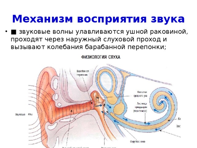 Ухо человека улавливает звук с частотой. Механизм проведения звуковых колебаний механизм восприятия звука. Схема механизм восприятия звука слуховым анализатором. Механизм восприятия слуха слуховой анализатор. Схема проведения звука слуховым анализатором.