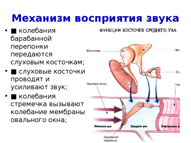 Механизм передачи звука. Механизм проведения звуковых колебаний. Механизм восприятия звуковых колебаний физиология. Последовательность восприятия звука.