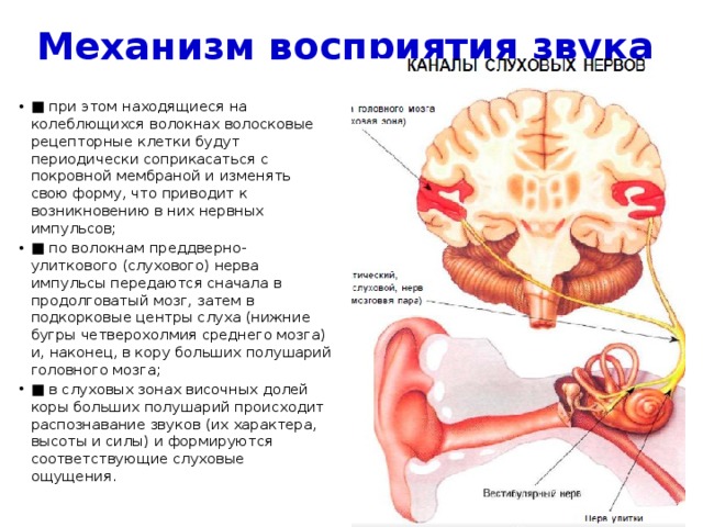 Механизм восприятия звука ■ при этом находящиеся на колеблющихся волокнах волосковые рецепторные клетки будут периодически соприкасаться с покровной мембраной и изменять свою форму, что приводит к возникновению в них нервных импульсов; ■ по волокнам преддверно-улиткового (слухового) нерва импульсы передаются сначала в продолговатый мозг, затем в подкорковые центры слуха (нижние бугры четверохолмия среднего мозга) и, наконец, в кору больших полушарий головного мозга; ■ в слуховых зонах височных долей коры больших полушарий происходит распознавание звуков (их характера, высоты и силы) и формируются соответствующие слуховые ощущения. 