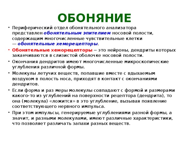 ОБОНЯНИЕ Периферический отдел обонятельного анализатора представлен  обонятельным эпителием   носовой полости, содержащим многочисленные чувствительные клетки —  обонятельные хеморецепторы . Обонятельные хеморецепторы  ─ это нейроны, дендриты которых заканчиваются в слизистой оболочке носовой полости. Окончания дендритов имеют многочисленные микроскопические углубления различной формы. Молекулы летучих веществ, попавшие вместе с вдыхаемым воздухом в полость носа, приходят в контакт с окончаниями дендритов. Если форма и раз меры молекулы совпадают с формой и размерами какого-то из углублений на поверхности рецептора (дендрита), то она (молекула) «ложится» в это углубление, вызывая появление соответствующего нервного импульса. При этом импульсы, генерируемые углублениями разной формы, а значит, и разными молекулами, имеют различные характеристики, что позволяет различать запахи разных веществ. 