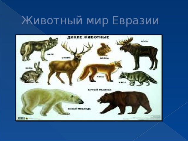 Северная евразия животный мир. Животный мир материка Евразия. Животные обитающие в Евразии. Животные для Евы. Животные континента Евразия.