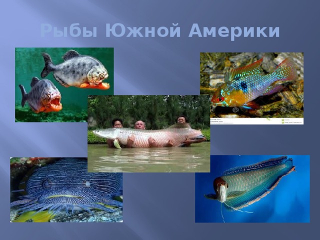 Рыбы Южной Америки 