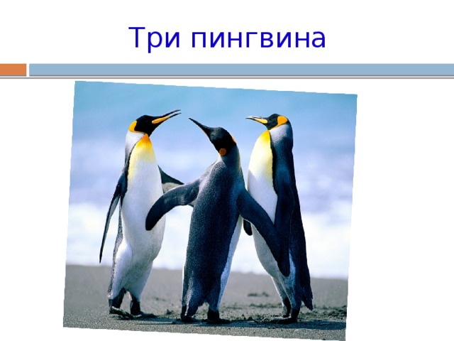 Три пингвина расписание. 3 Пингвина.