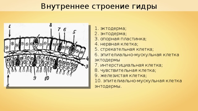 Внутреннее строение гидры 1. эктодерма; 2. энтодерма; 3. опорная пластинка; 4. нервная клетка;  5. стрекательная клетка;  6. эпителиально-мускульная клетка эктодермы  7. интерстициальная клетка; 8. чувствительная клетка;  9. железистая клетка;  10. эпителиально-мускульная клетка энтодермы. 