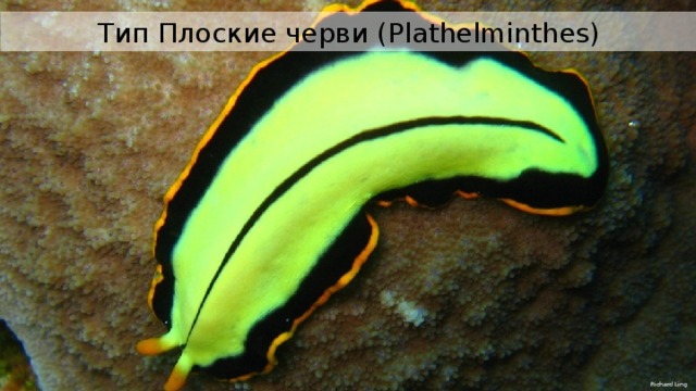 Тип Плоские черви ( Plazthelminthes ) Тип Плоские черви ( Plathelminthes ) Richard Ling 