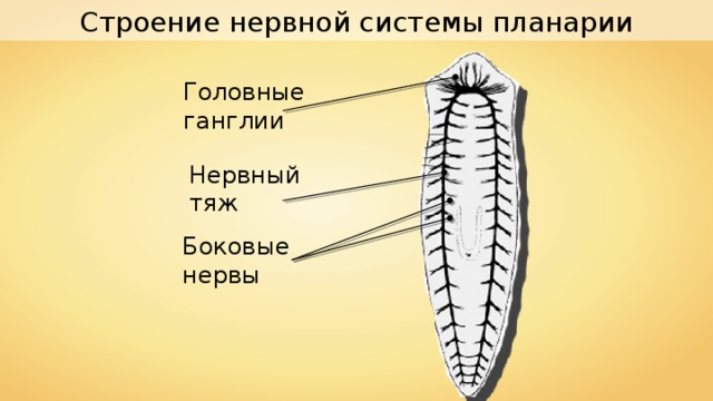 Строение нервной системы планарии Головные ганглии Нервный тяж Боковые нервы 