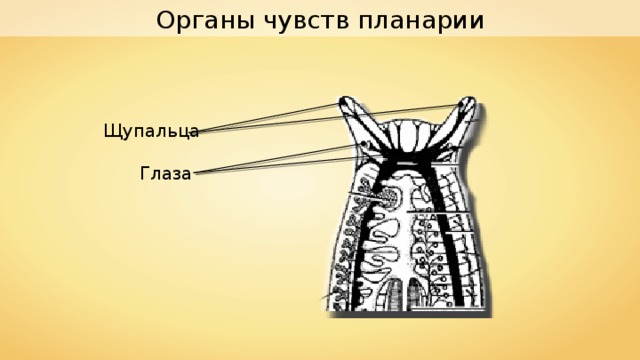 Органы чувств планарии Щупальца Глаза 