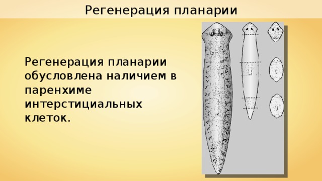 Регенерация планарии Регенерация планарии обусловлена наличием в паренхиме интерстициальных клеток. 