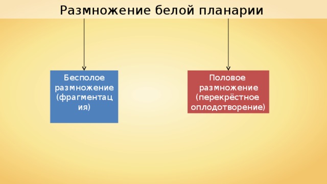 Размножение белой планарии Бесполое размножение (фрагментация) Половое размножение (перекрёстное оплодотворение) 