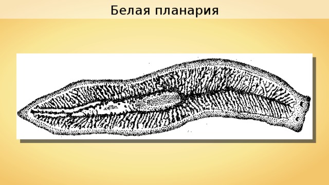 Белая планария 
