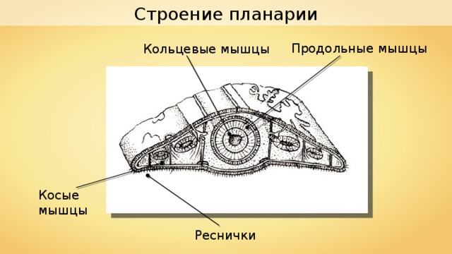 Строение планарии Продольные мышцы Кольцевые мышцы Косые мышцы Реснички 