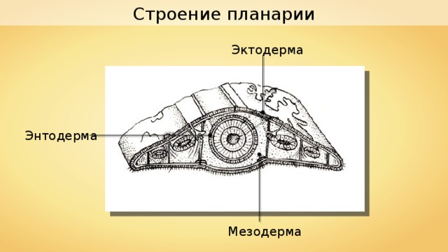 Строение планарии Эктодерма Энтодерма Мезодерма 