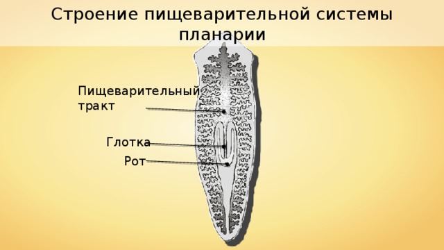 Строение пищеварительной системы планарии Пищеварительный тракт Глотка Рот 