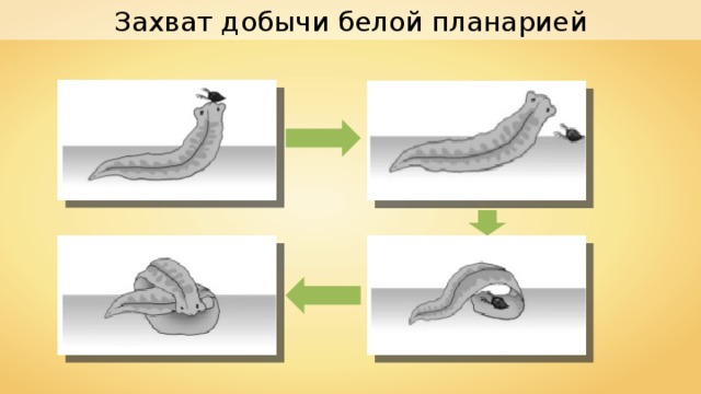 Захват добычи белой планарией 