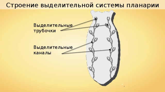 Строение выделительной системы планарии Выделительные трубочки Выделительные каналы 