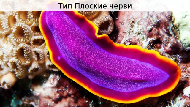 Плоские черви картинки