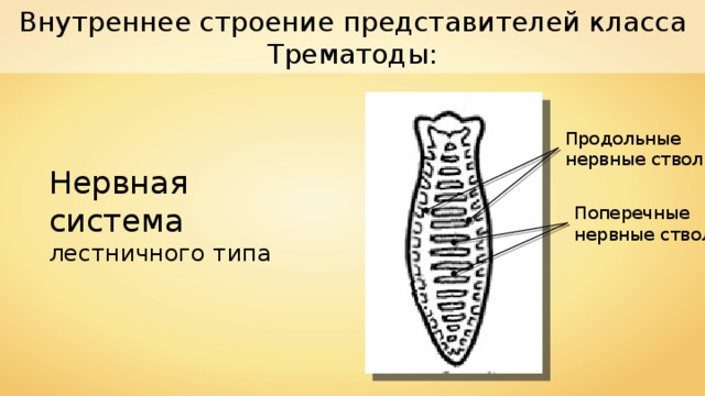 Внутреннее строение представителей класса Трематоды: Продольные нервные стволы Нервная система лестничного типа Поперечные нервные стволы 