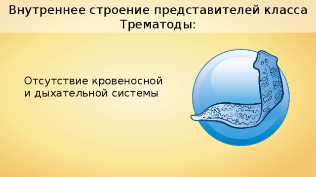 Внутреннее строение представителей класса Трематоды: Отсутствие кровеносной и дыхательной системы 