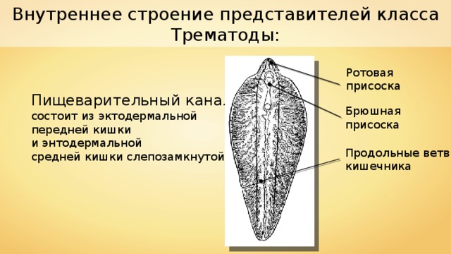 Внутреннее строение представителей класса Трематоды: Ротовая присоска Пищеварительный канал  состоит из эктодермальной передней кишки и энтодермальной средней кишки слепозамкнутой. Брюшная присоска Продольные ветви кишечника 