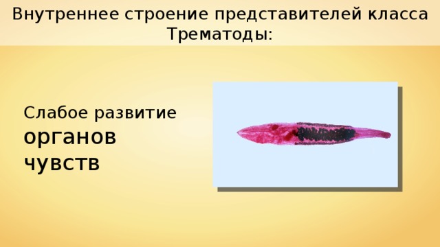 Внутреннее строение представителей класса Трематоды: Слабое развитие органов чувств 