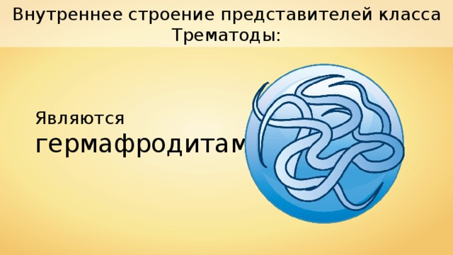 Внутреннее строение представителей класса Трематоды: Являются гермафродитами 