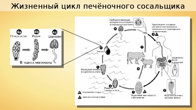 Картинка жизненного цикла печеночного сосальщика