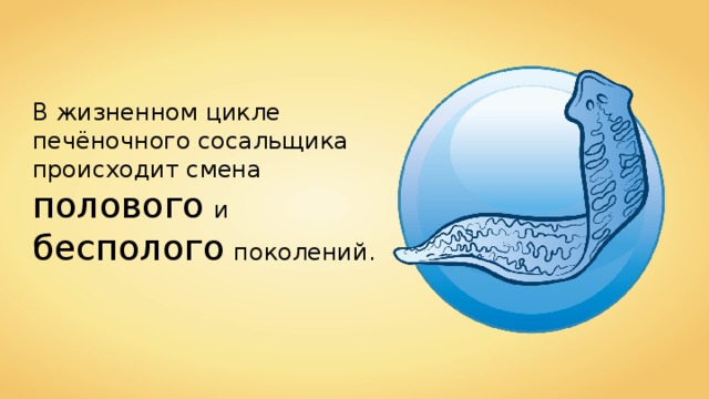 В жизненном цикле печёночного сосальщика происходит смена полового  и  бесполого  поколений. 