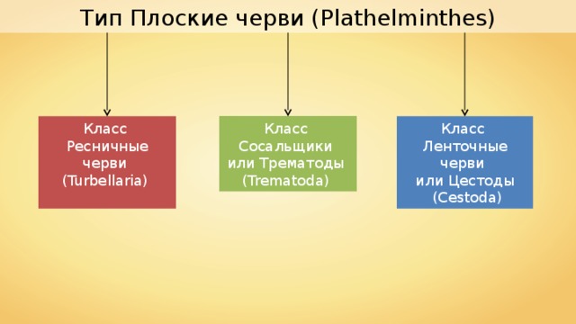 Тип Плоские черви ( Plathelminthes ) Класс Сосальщики или Трематоды ( Trematoda ) Класс Ресничные черви ( Turbellaria ) Класс Ленточные черви или Цестоды  ( Cestoda ) 