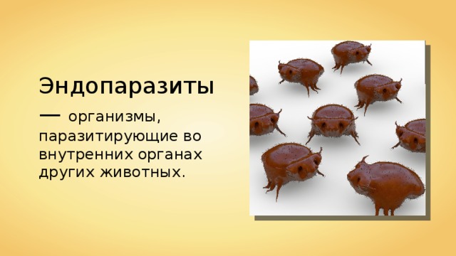 Эндопаразиты — организмы, паразитирующие во внутренних органах других животных. 