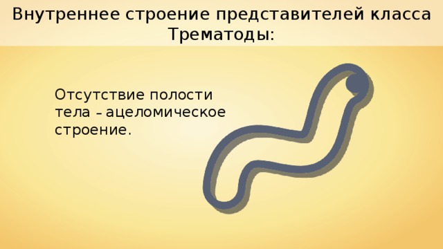 Внутреннее строение представителей класса Трематоды: Отсутствие полости тела – ацеломическое строение. 