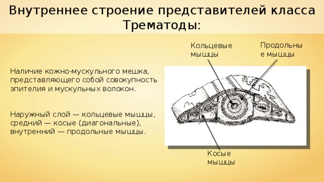 Внутреннее строение представителей класса Трематоды: Продольные мышцы Кольцевые мышцы Наличие кожно-мускульного мешка, представляющего собой совокупность эпителия и мускульных волокон. Наружный слой — кольцевые мышцы, средний — косые (диагональные), внутренний — продольные мышцы. Косые мышцы 