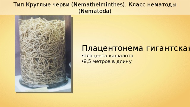 Тип Круглые черви ( Nemathelminthes ). Класс нематоды (Nematoda) Плацентонема гигантская плацента кашалота 8,5 метров в длину 