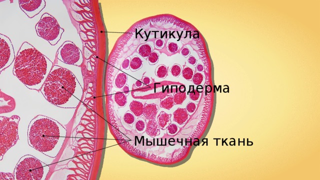 Кутикула Гиподерма Мышечная ткань 