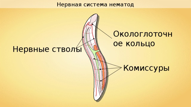 Нервная система нематод Окологлоточное кольцо Нервные стволы Комиссуры 
